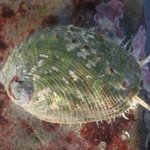 a sea shell on a rock