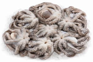 Large Octopus