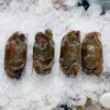 Soft Shell Crab