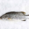 Whole Cleaned Barramundi