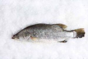a fish lying on ice