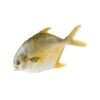 Whole Clean Golden Pomfret Fish