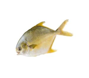 a yellow fish with its mouth open
