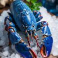 raw blue swimmer crab meat 2