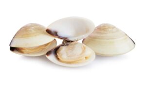 a group of clams on a white background