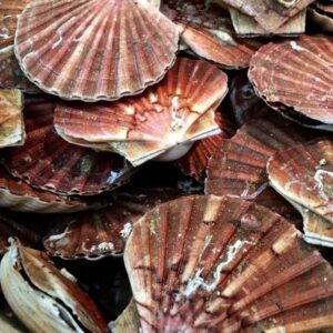 Scallops Products