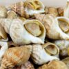 Whelk Sell On