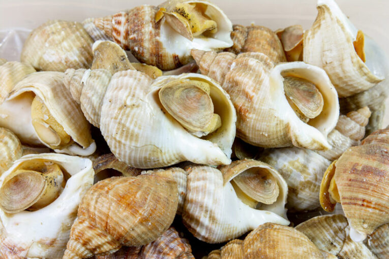 whelk sell on