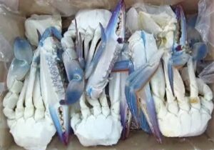 a box of blue crabs