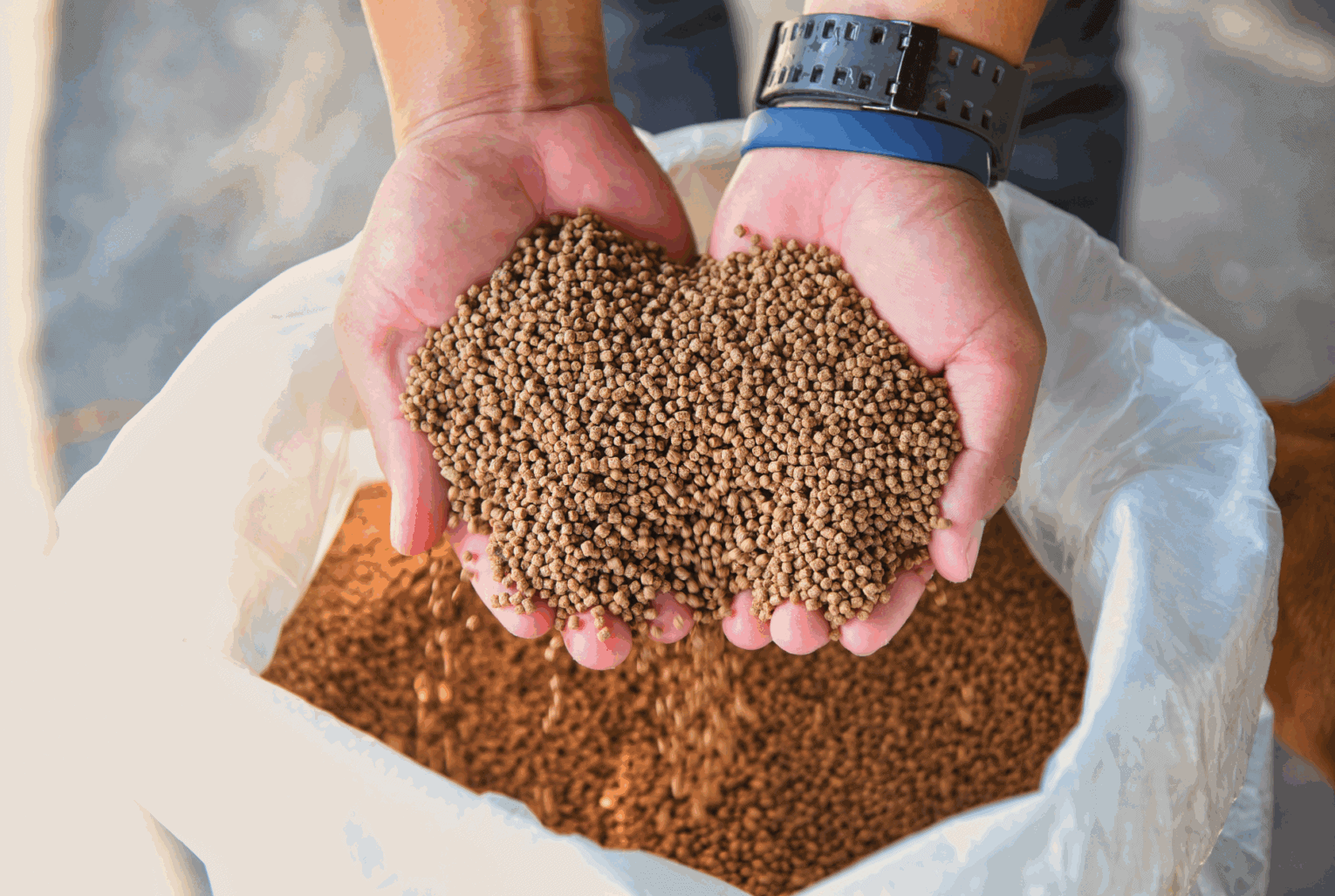 a person holding a handful of brown grains