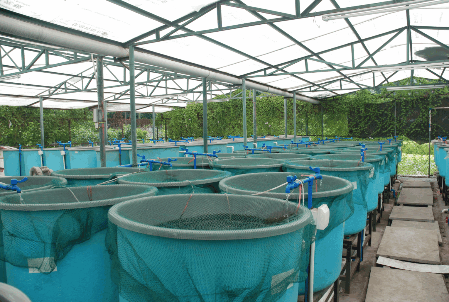 a large aquaponics system inside a greenhouse