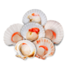 1/2 Shell Japanese Scallops