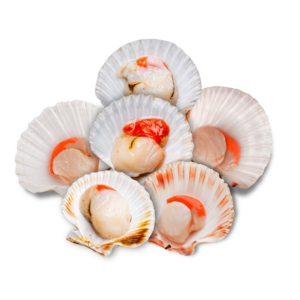 1/2 Shell Japanese Scallops