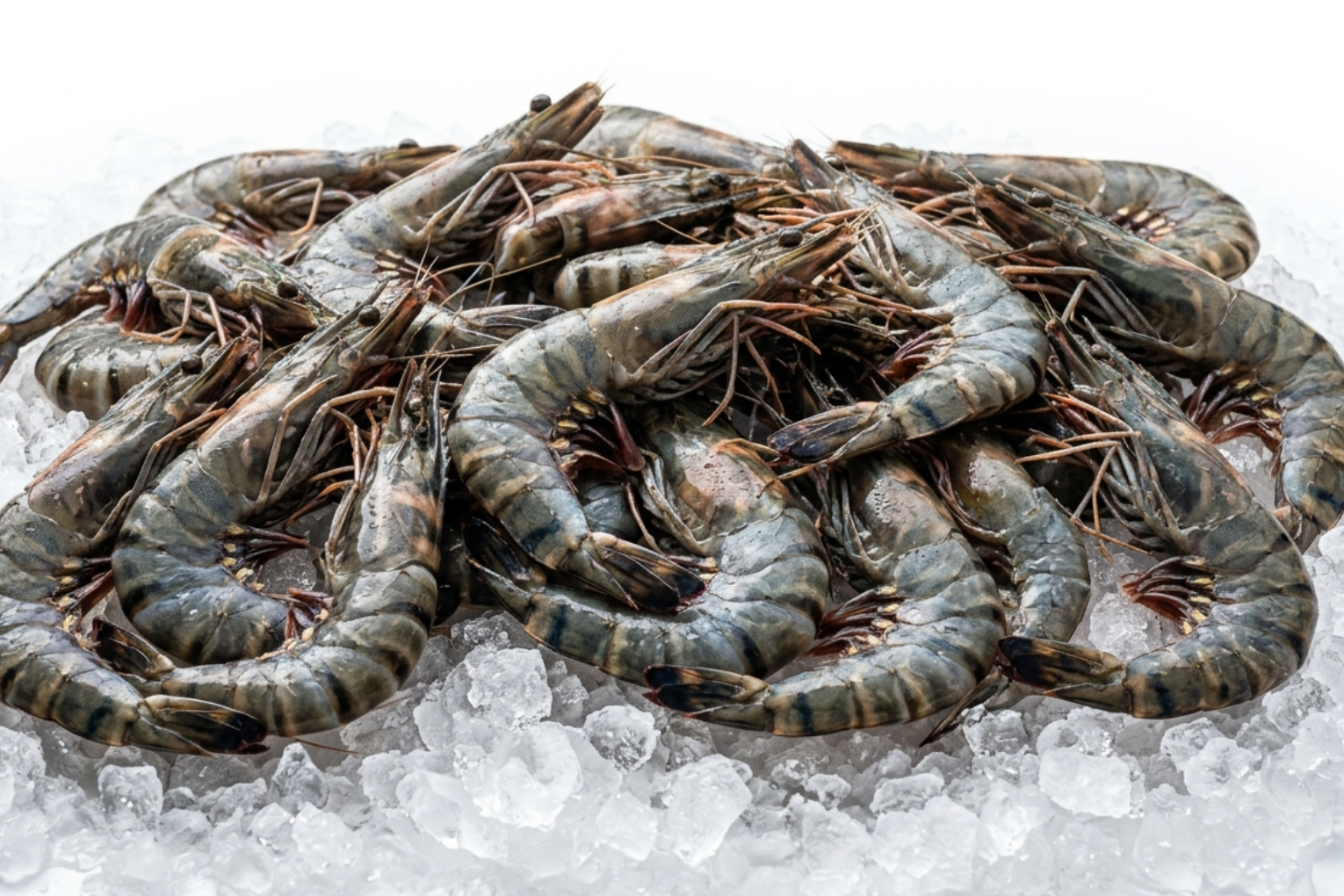 Black Tiger Prawn