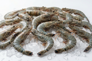 Sea Tiger Prawn