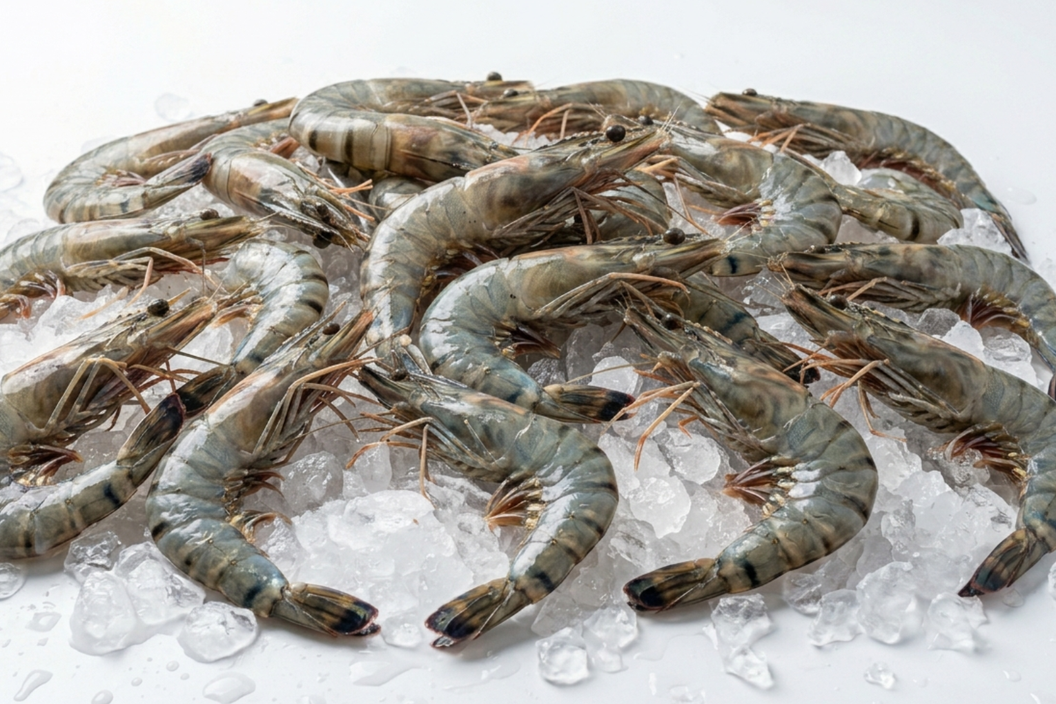 Sea Tiger Prawn
