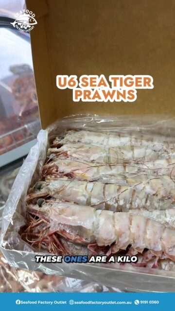 Just arrived in store! Check out these massive U6 Australian Sea Tiger Prawns. Packed with incredible flavor and size, they are absolute showstoppers for your next meal or weekend feast.

Click and collect in-store at 41 Clapham Rd, Regents Park, New South Wales.

#SeafoodFactoryOutlet #SeaTigerPrawns #Prawns #SydneySeafood
