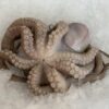 Medium Octopus