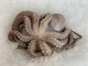Medium Octopus